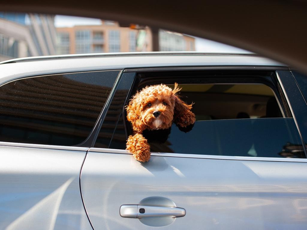 Hund im Auto