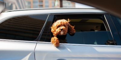 Ein brauner Hund schaut aus der offenen Rückscheibe eines