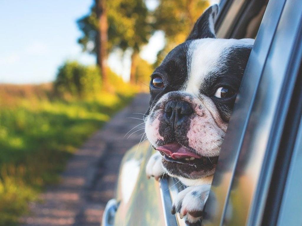 Ein Hund schaut aus dem Fenster eines auf einer Landstrasse fahrenden Autos.