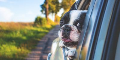 Ein Hund schaut aus dem Fenster eines auf einer Landstrasse fahrenden Autos.